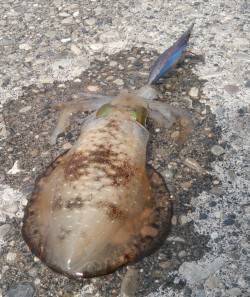 串本　幾つかのポイントを回ってエギングでア…